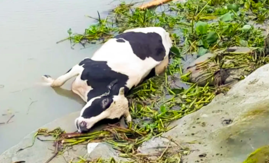 পিরোজপুরের চণ্ডাখালী-টগড়া ফেরিঘাটে কঁচা নদীতে গরুবোঝাই পিকআপ পড়ে যাওয়ার পর মারা যাওয়া একটি গরু।